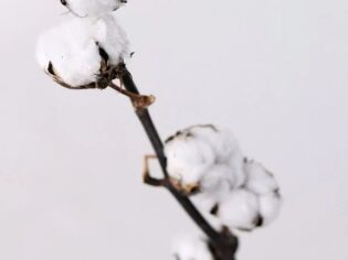 Puuvilla oks (cotton flower)