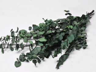 Eucalyptus Stuartiana Green